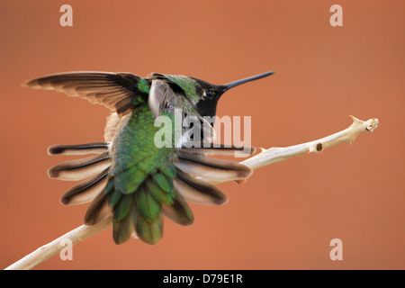 Annas Kolibri männlich (Calypte Anna) Stockfoto