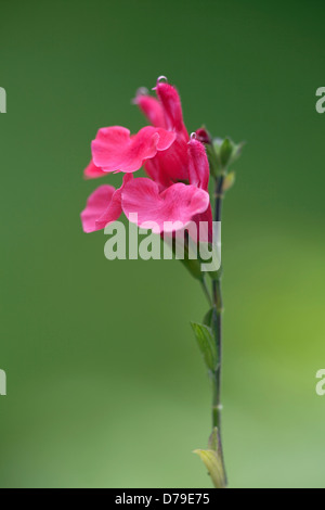 Spike von Salvia Greggii mit zwei Lippen und rosa Blüten Stockfoto