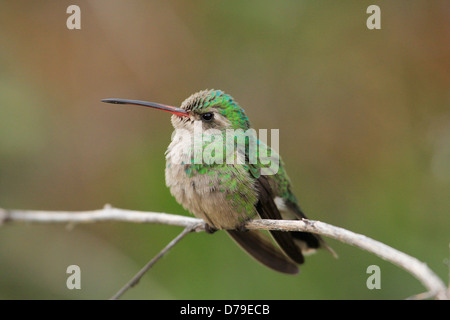 Costas Kolibri weiblich (Calypte besteht) Stockfoto