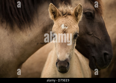 Konik Fohlen mit Mama im Oostvaardersplassen, Niederlande Stockfoto