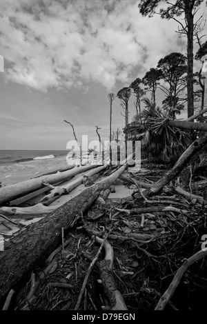 Ein Abschnitt-Strand von Cape San Blas, Florida, USA, die viele umgestürzte Bäume von den früheren Stürmen hat. Stockfoto