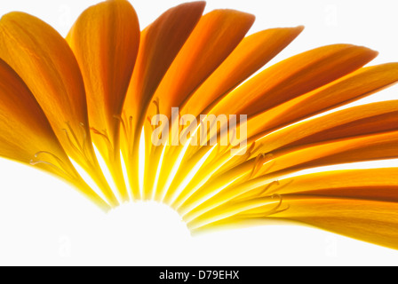 Gerbera Jamesonii "Optima" Barberton Daisy, einzelnen orangefarbenen Blütenblätter gelegt fein, um einen Halbkreis zu bilden. Stockfoto
