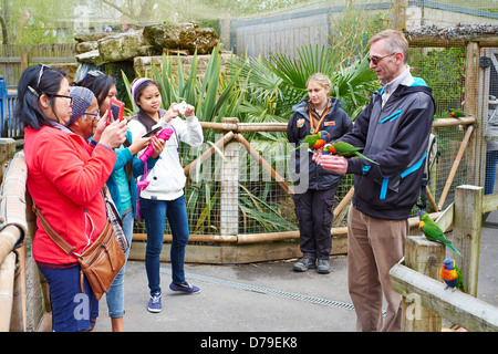 Menschen, die Verfütterung von Nektar an Gefangenen Lorikeets in Chessington World of Adventures Surrey UK Stockfoto