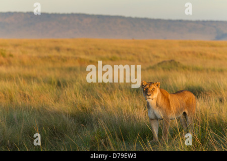 Löwin auf der Suche nach Beute im Morgenlicht Stockfoto
