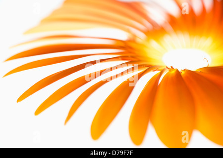 Gerbera Jamesonii "Optima" Fan von orange Blütenblätter gelegt fein, eine repräsentative Form einer Gerbera Blume bilden. Stockfoto