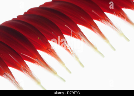 Gerbera Jamesonii Barberton-Gänseblümchen-Sorte 'Ruby Red', einzelnen Blütenblätter zart in der Lage, eine nette Reihe bilden. Stockfoto