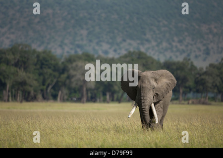 Elefantenbulle Wandern in Masai Mara Stockfoto