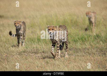 Geparden-Familie, die zu Fuß in die Masai Mara, Kenia Stockfoto