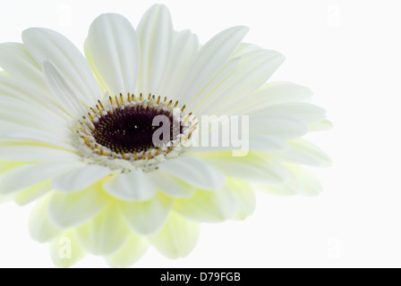 Gerbera Jamesonii "Ice Queen", einzelne Blüte mit weißen Blütenblättern und dunkler Blütenmitte auf weißem Hintergrund. Stockfoto