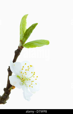 Prunus Cerasifera, einzelne weiße Blüte, Zweig und aufstrebenden grünen Blättern. Stockfoto