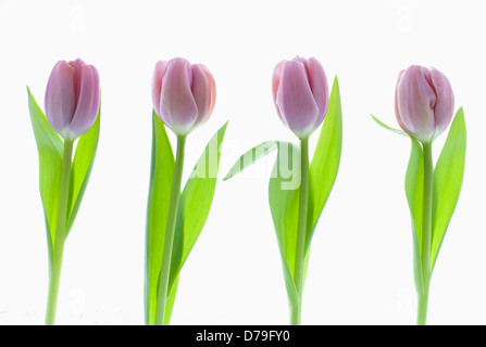 Vier verschiedene violette Tulpen in einer Reihe auf einem sauberen, weißen Hintergrund angeordnet. Stockfoto