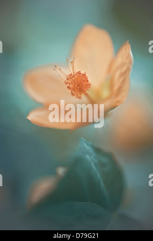 Frameworks X hybridum, einzelne Blume mit selektiven Fokus Stockfoto