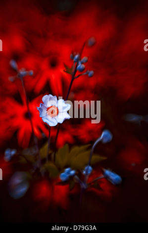 Anemone Hupehensis Single öffnen Blume mit weißen Blütenblättern gelben Zentrum mit Knospen Laub gegen manipulierter rot gefärbt Stockfoto