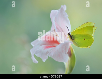 Gelben Brimstone Schmetterling, Gonepteryx Rhamni auf rosa und weißen Galdiolus Sorte. Stockfoto