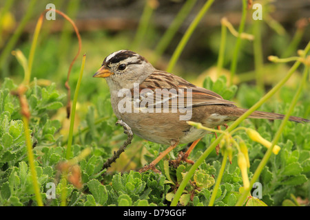 Weiß – Crowned Sparrow (Zonotrichia Leucophrys) Stockfoto