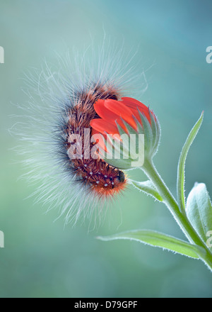 Behaarte Raupe auf Ringelblume, Calendula Officinalis, rollte sich um Öffnung orange farbigen Blume. Stockfoto