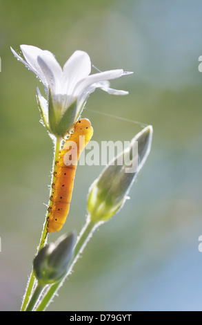 Caterpillar Klettern Stamm der Schnee im Sommer filziges Hornkraut. Blütenknospen im Sonnenlicht mit Strängen von Spinnennetz gestreckt Stockfoto