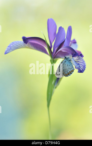 Gemeinsame blaue Schmetterling Polyommatus Icarus auf lila blaue Blume Iris Sorte. Seite Ansicht zeigt entdeckt die Unterseite der Flügel Stockfoto