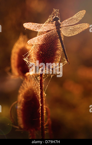 Libelle auf Karde Kamm, Dipsacus Fullonum, bekränzt in Spinnweben und im goldenen Sonnenlicht glänzen. Stockfoto