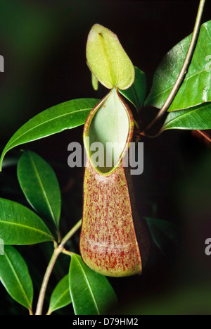 Kannenpflanze Nepenthes SP. Kinabalu National Park, Sabah, Ost-Malaysia Stockfoto