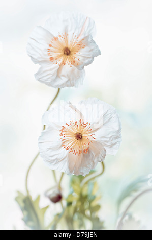 Papaver Croceum. Zwei isländische Mohn mit zerknitterten, weißen Blütenblättern und gelben Zentren. Stockfoto