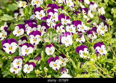 Stiefmütterchen Blumen im Garten im Frühjahr Stockfoto