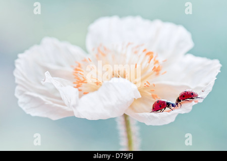 Island-Mohn, Papaver Nudicaule mit Marienkäfer, Coccinellidae Familie, einander zugewandt auf zerknittert weißes Blütenblatt. Stockfoto