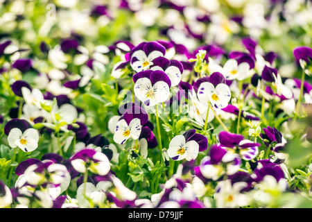 Schöne lila Stiefmütterchen Blüten im Frühlingsgarten Stockfoto