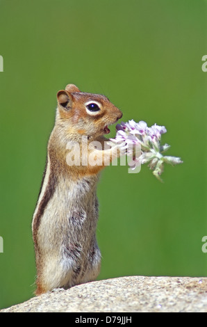 Goldene Mantled Eichhörnchen (Citellus Lateralis) Blumen Essen Stockfoto