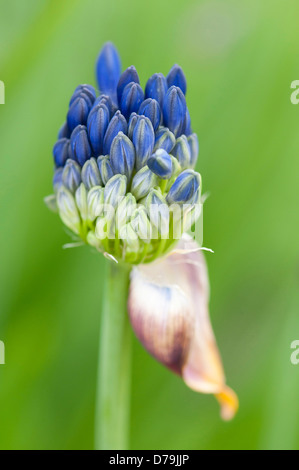 Schließen Sie die Ansicht von gruppierten blauen Knospen der aufstrebenden Agapanthus "Delft" Umbelifer Blütenstand vor einem grünen Hintergrund. Stockfoto