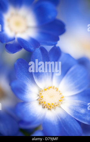 Full-Frame Nahaufnahme Aschenpflanze Senecio Blumen mit Blüten verblassen von blau zu weiß im Zentrum. Stockfoto