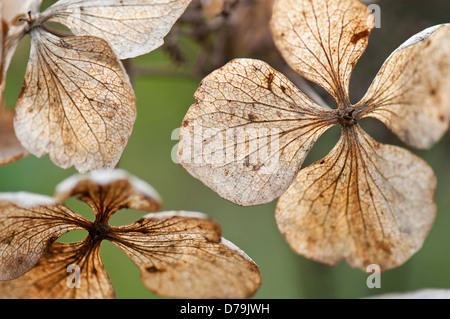 Lichtdurchlässig, verbrachte und Trockenblumen von Hydrangea Macrophylla "Mariesii Perfecta" mit Netz von Adern. Stockfoto