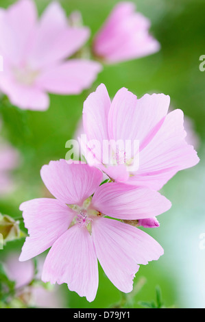 Kaschmir Malve, Lavatera Cachemiriana. Zarte blasse rosa Blüten. Stockfoto