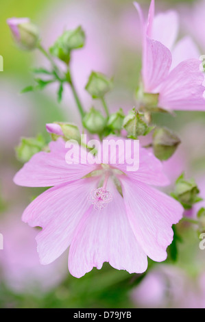 Zarte blasse rosa Blüten von Kaschmir Mallow, Lavatera Cachemiriana. Zwei offene voll im Vordergrund mit Cluster Knospen hinter. Stockfoto