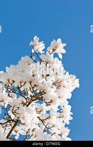 Blick nach oben, weiße Blume Blüte des Columbus-Magnolie, Magnolia X veitchii gegen strahlend blauen Himmel. Stockfoto