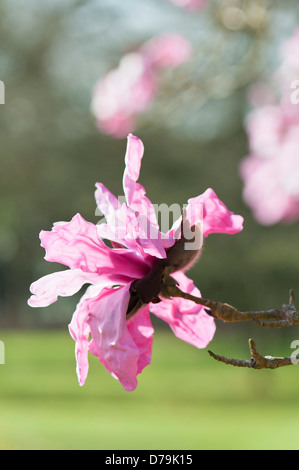 Rosa, einzelne Blume Blüte der Magnolie Sprengeri var. Diva 'Eric Savill' mit gekräuselten Blütenblättern im Sonnenlicht. Stockfoto