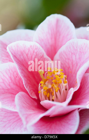 Einzelne rosa Blume Camelia japonica "Yours Truly" mit feinen Äderungen erstreckt sich über Blüten und gelbe Staubgefäße im Zentrum. Stockfoto