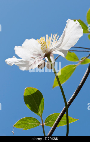 Blass rosa und weiße Einzelblüte von Clematis Montana in hellem Sonnenlicht gegen wolkenlosen blauen Himmel. Stockfoto