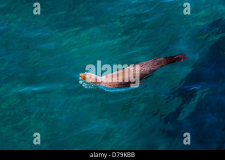 Kalifornische Seelöwe (Zalophus Californianus) off East Anacapa Island in Channel Islands Nationalpark, Kalifornien, USA Stockfoto
