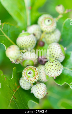 Grüne Blätter und Cluster der wachsenden Eicheln kaukasische Eiche, Quercus Macranthera, auf einem Ast des Baumes. Stockfoto