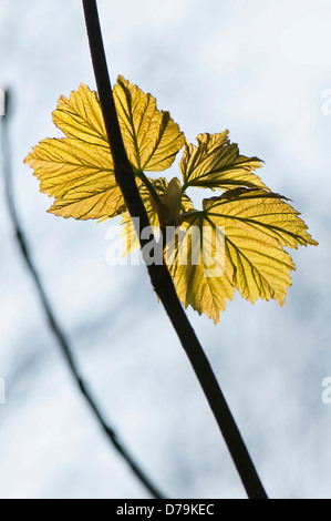 Kupfer - grüne neue Blätter der Bergahorn, Acer Pseudoplatanus, transluzente gegen Himmel. Stockfoto