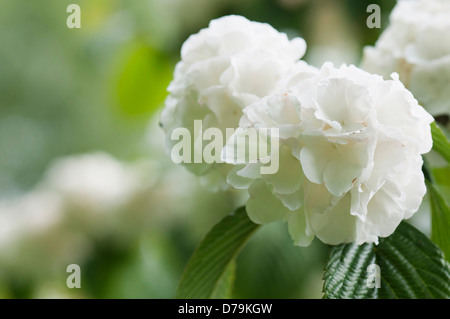 Dichte, Runde Blütenköpfe von leicht abgeflacht, weiße Blüten von Viburnum Plicatum F. Hornkraut Rotundifolium. Stockfoto