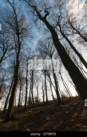 Buche, Fagus Sylvatica, in einem Winter Waldgebiet Einstellung Silhouette gegen blass blauen Himmel. Stockfoto