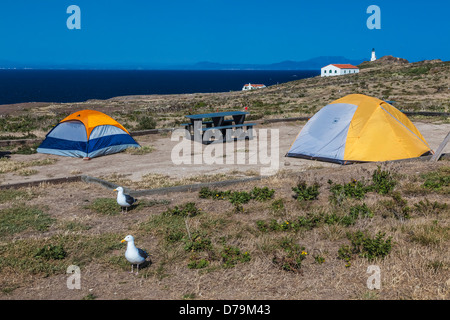 Westlichen Möwen im Campingplatz am Osten Anacapa Island, Channel Islands Nationalpark, Callifornia, USA Stockfoto
