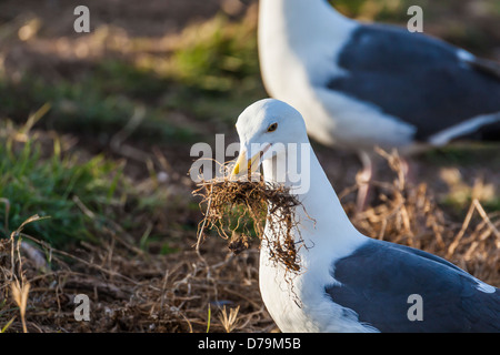 Western-Möwe Abholung Verschachtelung Materialien in einem Paarungsritual East Anacapa Island, Channel Islands Nationalpark, Kalifornien Stockfoto