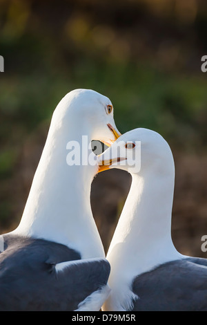 Paar von westlichen Möwen, sanft pflegend einander, East Anacapa Island, Channel Islands Nationalpark, Kalifornien, USA Stockfoto