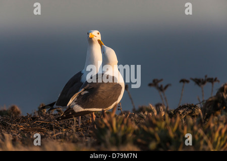 Umwerben paar Western Möwen auf East Anacapa Island, Köpfe dicht beieinander in Channel Islands Nationalpark, Kalifornien, USA Stockfoto