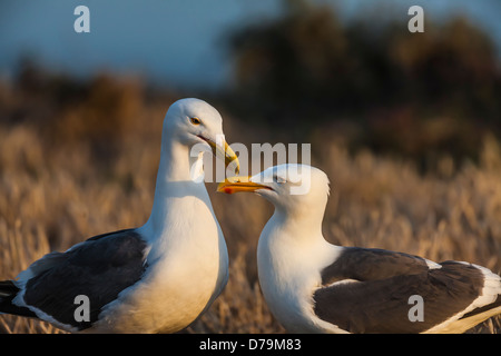 Umwerben paar Western Möwen auf East Anacapa Island, Köpfe dicht beieinander in Channel Islands Nationalpark, Kalifornien, USA Stockfoto