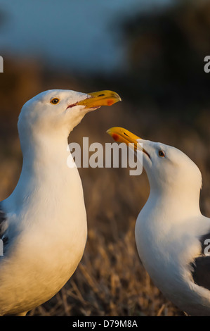 Umwerben paar Western Möwen auf East Anacapa Island, Köpfe dicht beieinander in Channel Islands Nationalpark, Kalifornien, USA Stockfoto