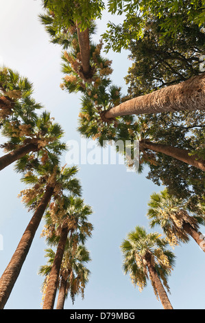 Griechenland, Blick nach oben zum Baldachin der hohen Dattelpalmen, Phoenix Dactylifera gegen blauen Himmel. Stockfoto